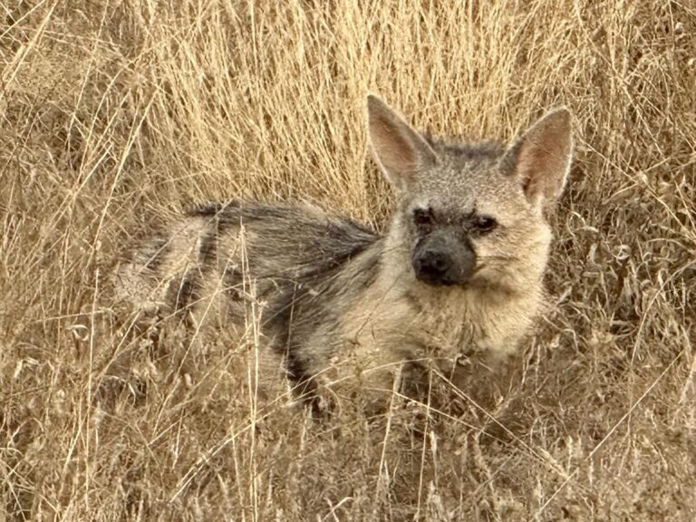 Exploring the Kalahari Game Reserve: A Journey Through Nature and Gastronomy
