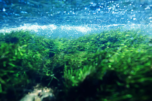 Pond UV Lights: A Clear Solution for Algae Control